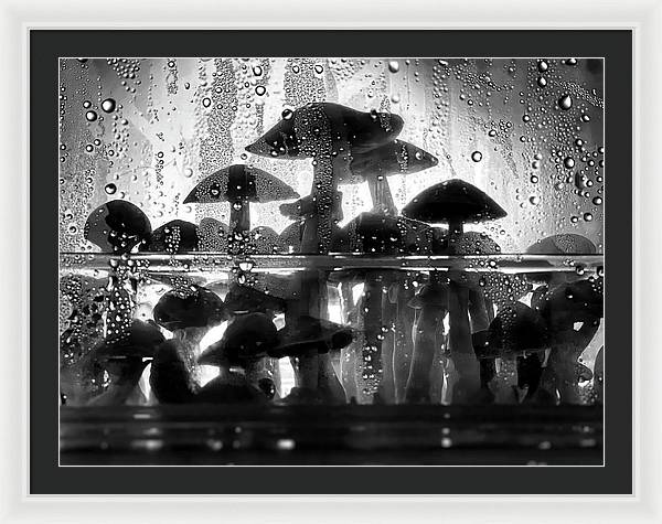 Mushrooms in the Mist - Framed Print
