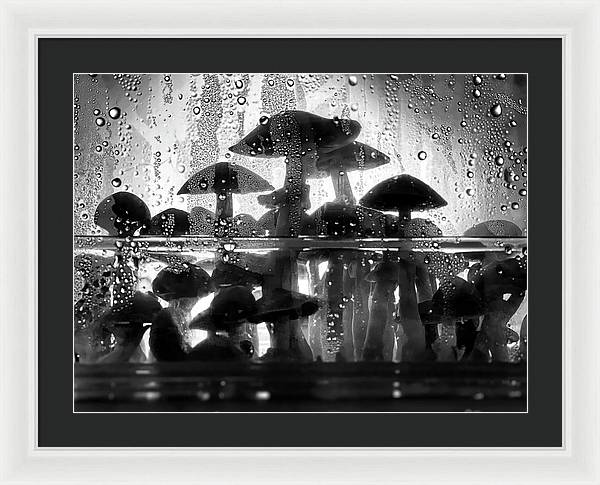 Mushrooms in the Mist - Framed Print
